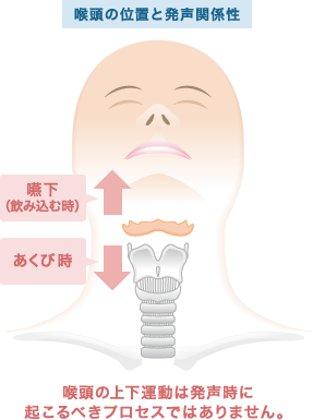 喉頭の位置と発声関係性