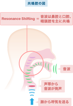 共鳴腔の図