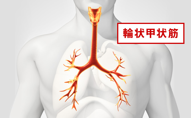 輪状甲状筋