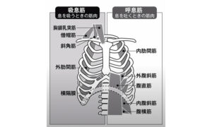 呼吸をするのに必要な筋肉